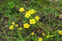 Ranunculus brotherusii